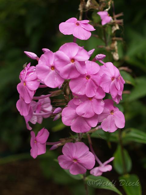 Phlox Magnificense_1.JPG
